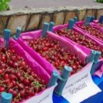 Kiraz Festivali Kirazlar